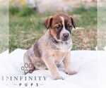 Small #3 Australian Cattle Dog