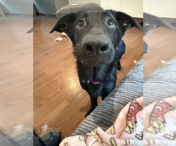 Medium Photo #4 German Shepherd Dog Puppy For Sale in Wheaton, IL, USA