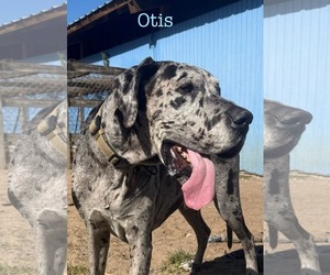 Great Dane Dogs for adoption in Palm Beach, FL, USA