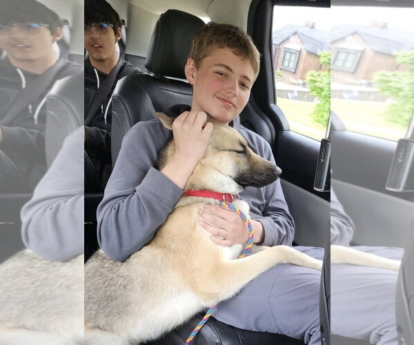 Medium Photo #5 Gerberian Shepsky Puppy For Sale in Germantown, OH, USA