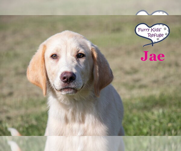 Medium Photo #1 Labrenees Puppy For Sale in Lee's Summit, MO, USA