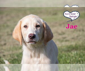 Labrenees Dogs for adoption in Lee's Summit, MO, USA