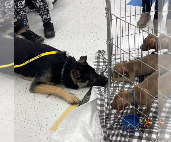 Medium Photo #5 German Shepherd Dog Puppy For Sale in Rochester, NY, USA