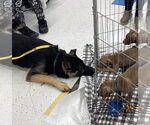 Small #4 German Shepherd Dog