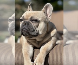 Mother of the French Bulldog puppies born on 09/29/2023