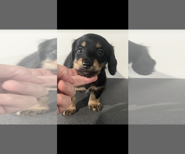 Medium Photo #3 Dachshund Puppy For Sale in NILES, MI, USA