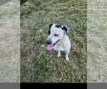 Small #1 Staffordshire Bull Terrier Mix