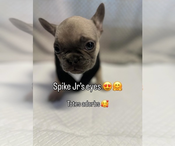 Medium Photo #7 French Bulldog Puppy For Sale in YUCAIPA, CA, USA