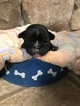 Small Photo #8 Faux Frenchbo Bulldog Puppy For Sale in ALTOONA, KS, USA