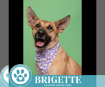 Small #25 German Shepherd Dog Mix