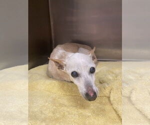 Chihuahua-Unknown Mix Dogs for adoption in Miami, FL, USA
