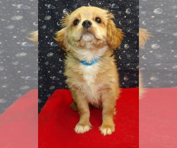 Medium Photo #2 Cavachon Puppy For Sale in PATERSON, NJ, USA