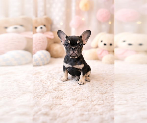 Medium Photo #1 French Bulldog Puppy For Sale in TN OF TONA, NY, USA