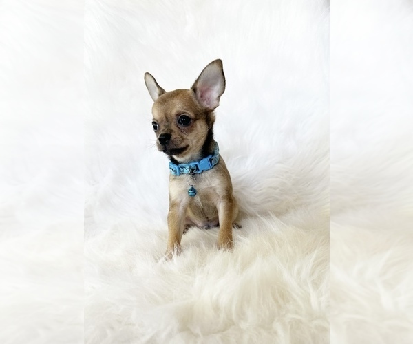 Medium Photo #6 Chihuahua Puppy For Sale in SACRAMENTO, CA, USA