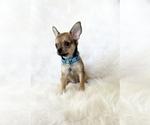 Small #5 Chihuahua