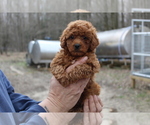 Puppy 2 Poodle (Toy)