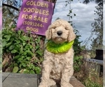 Small #3 Goldendoodle