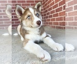 Small Photo #6 Siberian Husky Puppy For Sale in CO SPGS, CO, USA
