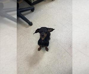 Dachshund Dogs for adoption in Plano, TX, USA