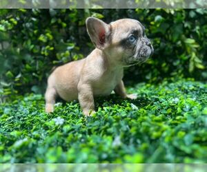 French Bulldog Puppy for Sale in JOHNSTON, Rhode Island USA
