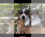 Small Photo #14 Jack Russell Terrier Puppy For Sale in ALTOONA, FL, USA