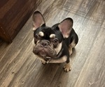 Small Photo #1 French Bulldog Puppy For Sale in CHARLOTTE, NC, USA