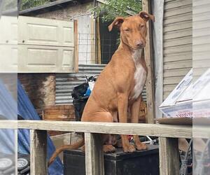 Mutt Dogs for adoption in San Antonio, TX, USA