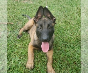 Belgian Malinois Puppy for sale in GREENVILLE, SC, USA