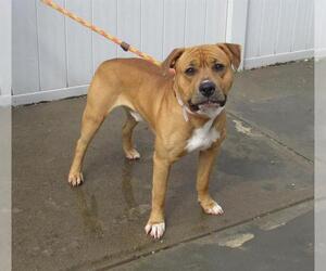 Boxer-Chinese Shar-Pei Mix Dogs for adoption in Louisville, KY, USA