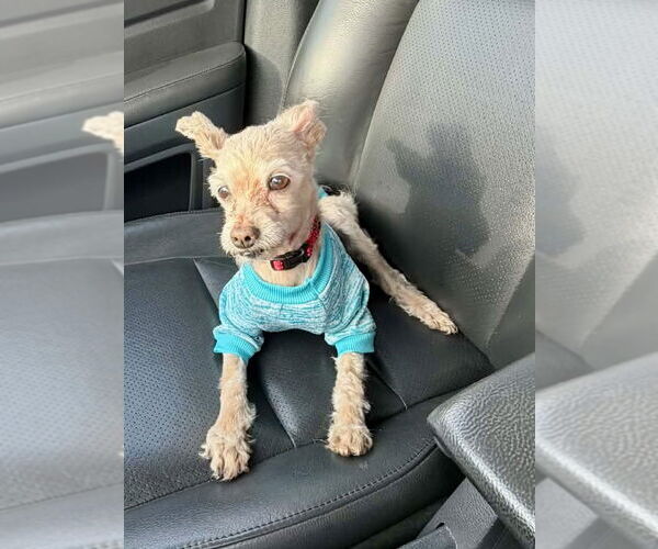 Medium Photo #5 Poodle (Toy) Puppy For Sale in Alexandria, KY, USA