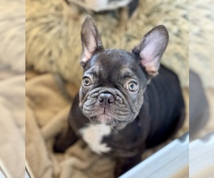 Medium French Bulldog