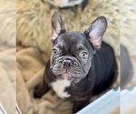 Puppy Prada French Bulldog