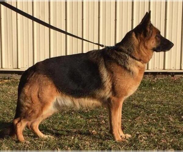 Medium Photo #3 German Shepherd Dog Puppy For Sale in COLETA, IL, USA