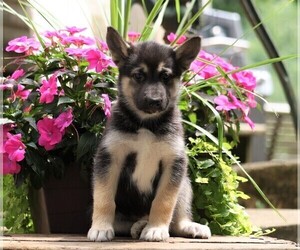 German Shepherd Dog-Siberian Husky Mix Puppy for sale in FREDERICKSBG, OH, USA