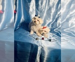 Small #3 Maltese
