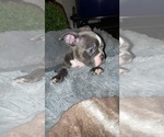 Small Photo #2 Faux Frenchbo Bulldog Puppy For Sale in NEWARK, DE, USA