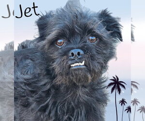 Jet - Male Pugairn Dog for Adoption - Photo #3