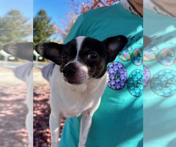Medium Photo #2 Chihuahua Puppy For Sale in Thomasville, NC, USA