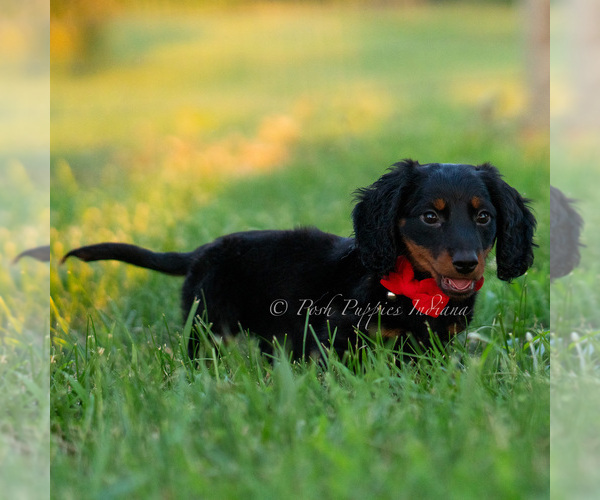 Medium Photo #14 Dachshund Puppy For Sale in WARSAW, IN, USA