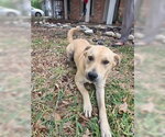 Small #18 Labrador Retriever Mix