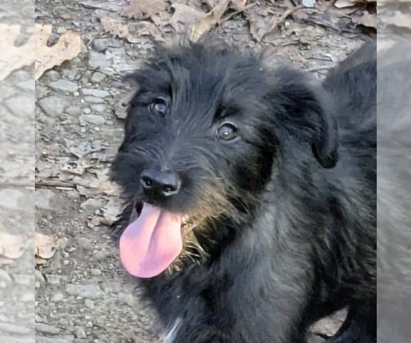 Medium Photo #3 Labrador Retriever-Unknown Mix Puppy For Sale in Aurora, IN, USA