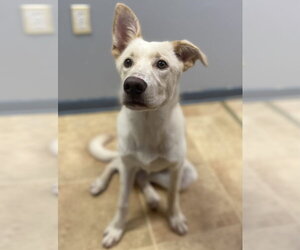 Labrador Retriever-Unknown Mix Dogs for adoption in Raleigh, NC, USA
