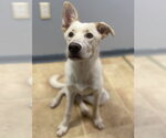Small Labrador Retriever Mix