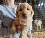 Puppy 1 Golden Retriever