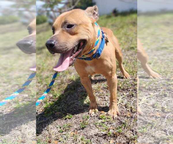 Medium Photo #11 American Pit Bull Terrier Puppy For Sale in Pompano Beach , FL, USA