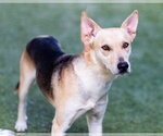 Small #1 Mutt