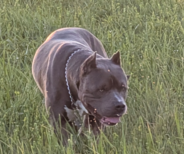 Medium Photo #1 American Bully Puppy For Sale in COLUMBUS, OH, USA