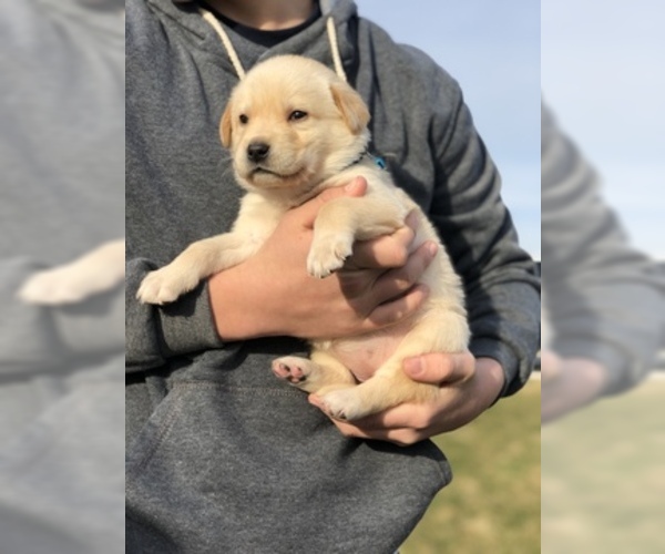 Medium Photo #4 Goberian-Golden Labrador Mix Puppy For Sale in ROSSVILLE, IN, USA