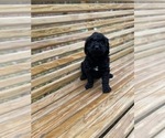 Small Photo #1 Goldendoodle Puppy For Sale in SPENCER, TN, USA