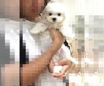 Small Photo #2 Maltese Puppy For Sale in HILO, HI, USA